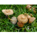 Мицелий Опенка лугового / Луговик (Marasmius oreades)